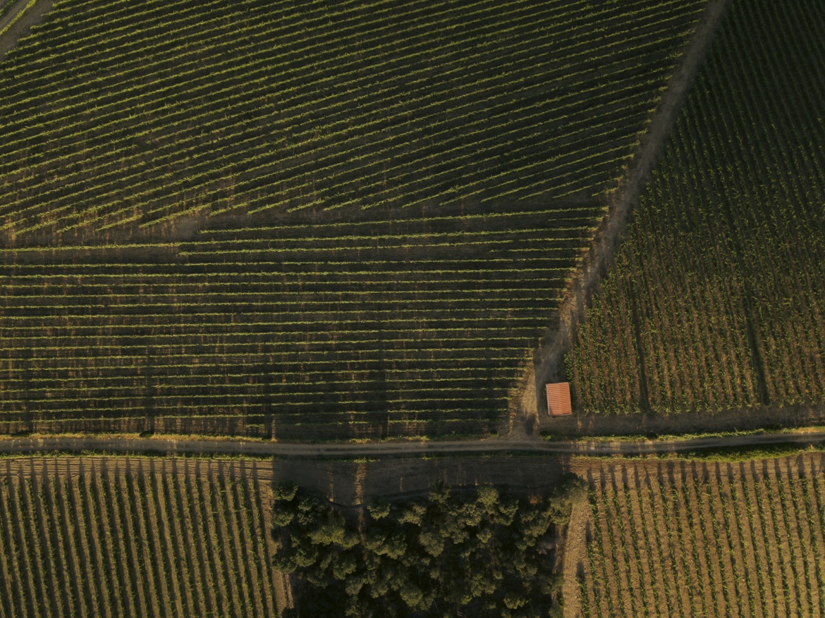 La vinya com a tallafoc: els incendis a Portugal reobren el debat sobre el paper protector del paisatge vitícola